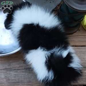 Cookies n Cream, Pomeranian Puppy